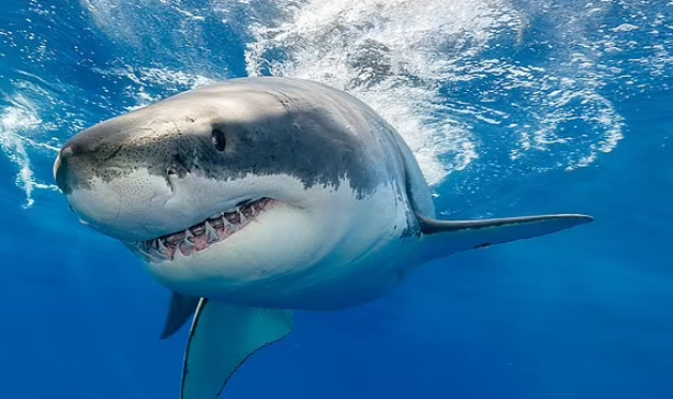 Tinédzser fiút ölt meg egy cápa Ausztrália partjainál
