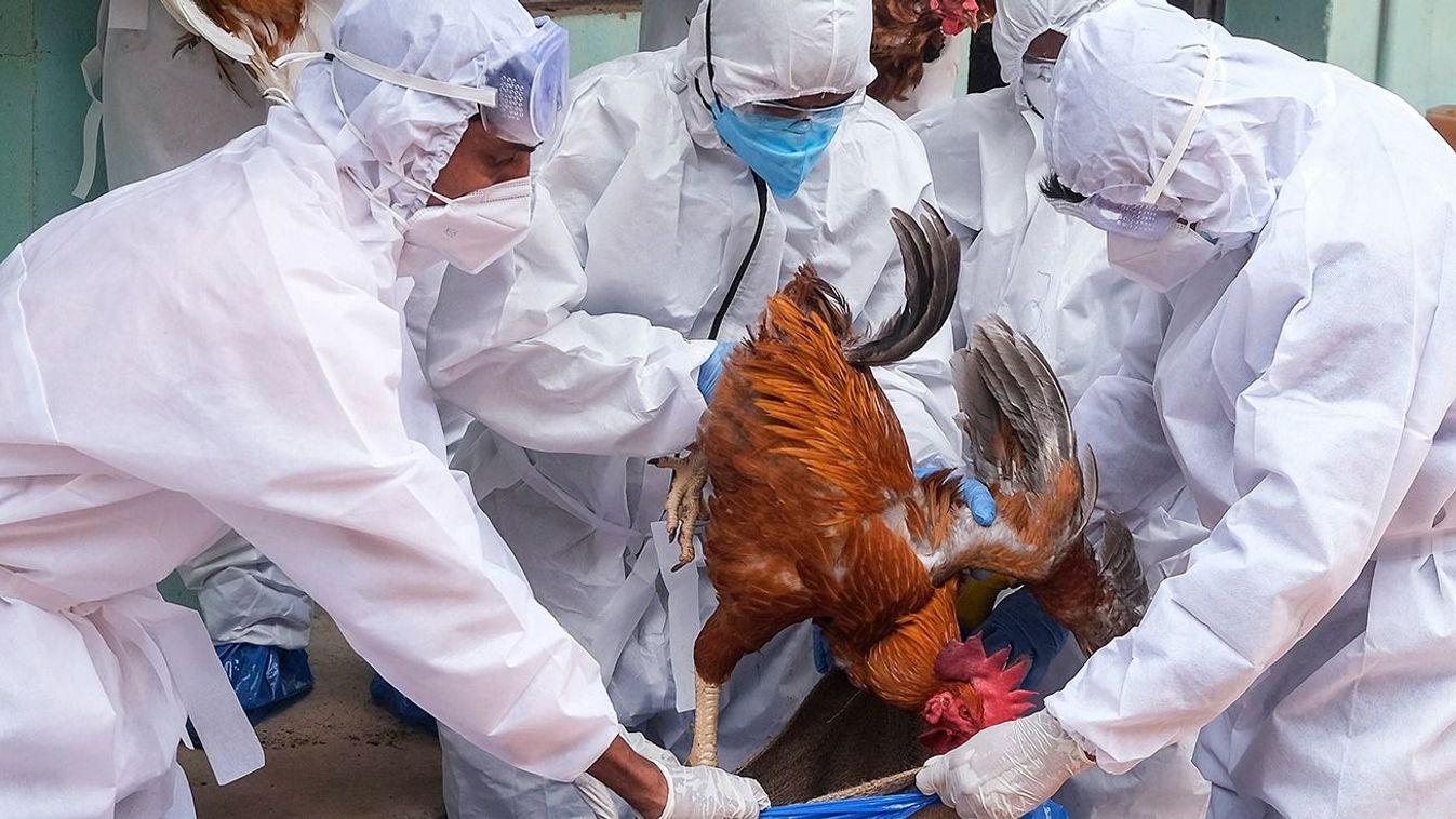 Kombinált típusú madárinfluenzában halt meg egy nő Kínában