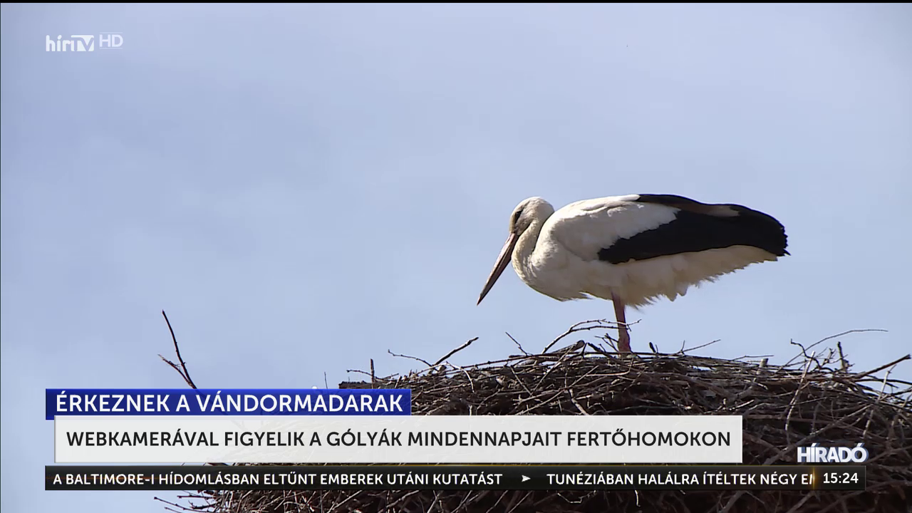 Webkamerával figyelik a gólyák mindennapjait Fertőhomokon + videó