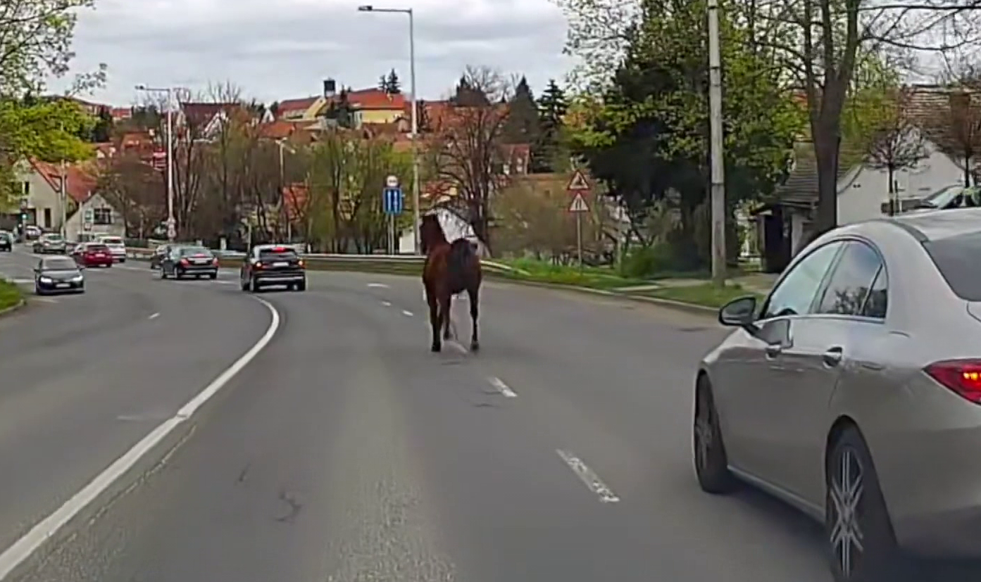 Az autók között vágtázott egy ló + videó