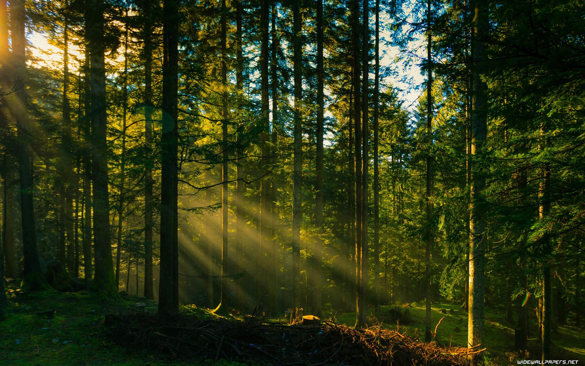 Megjelent a fiatal erdők állománynevelését támogató pályázati felhívás