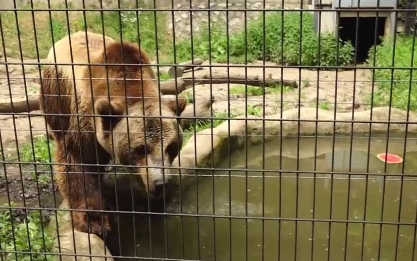 Az állatok is nehezen viselik a hőséget + videó