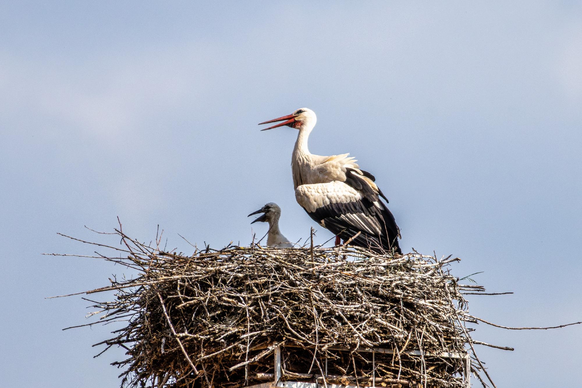 Így segíthet a madártani egyesületnek a fehér gólyák országos felmérésében