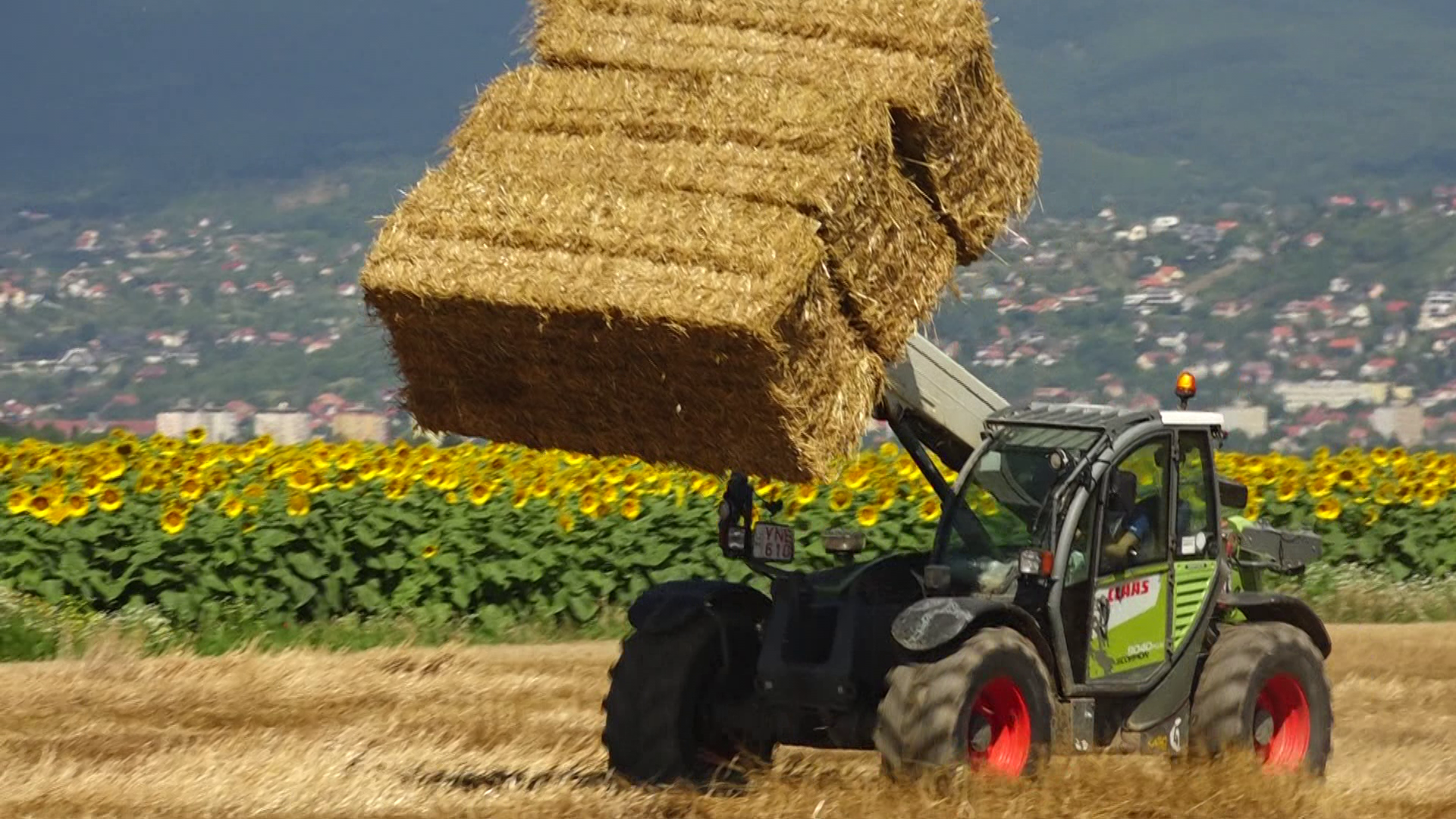 Baranya vármegyében kukoricából rekordközeli termés várható + videó