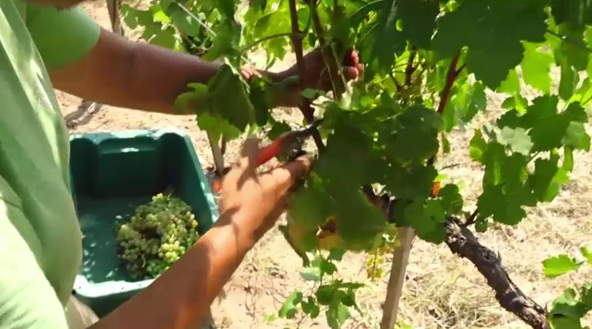 Az extrém hőség miatt már szüretelik a szőlőt Pécsen + videó