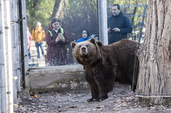 Újra láthatóak lesznek barnamedvék a Fővárosi Állat- és Növénykertben