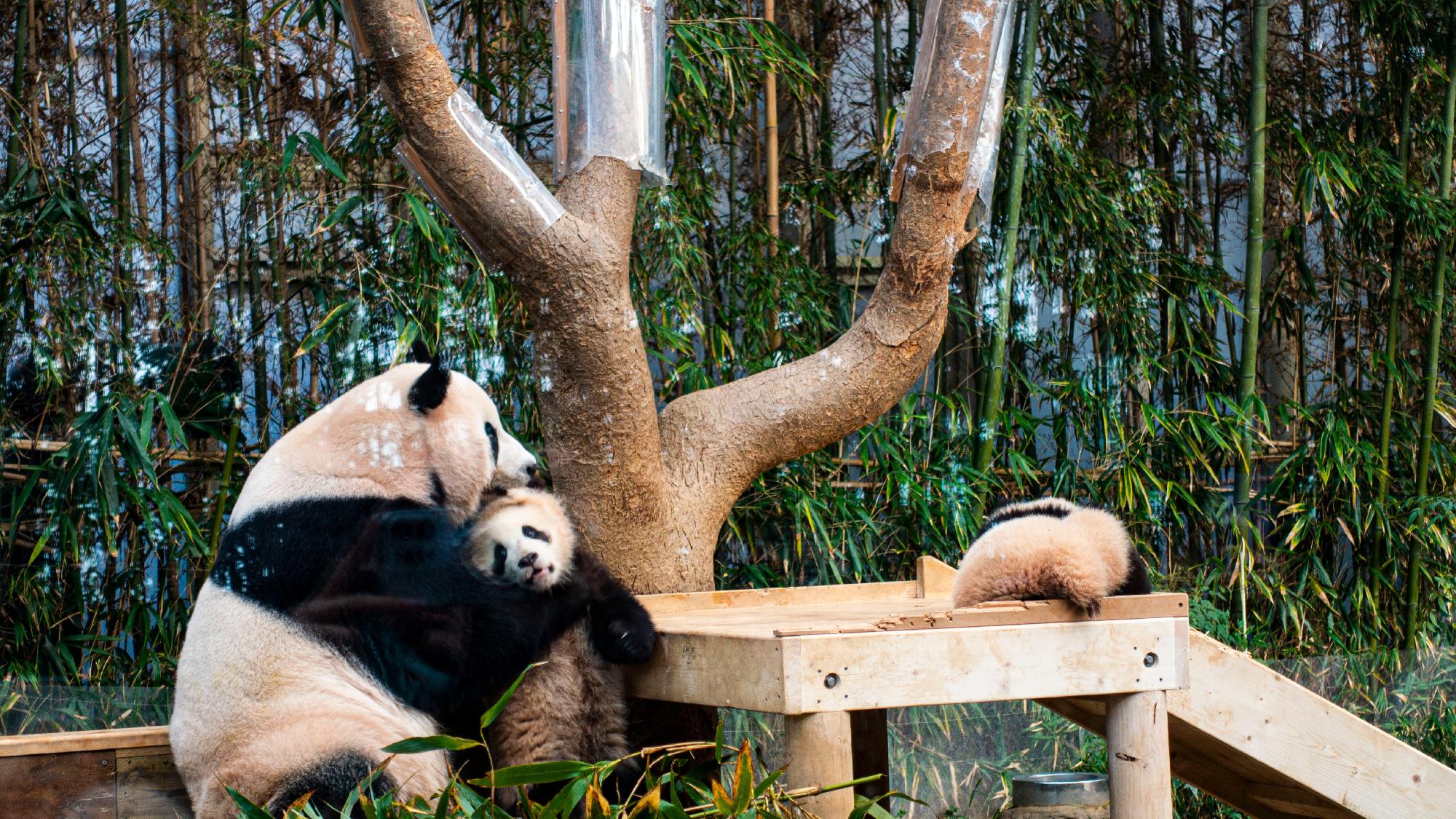 Pandaikrek születtek Hongkongban