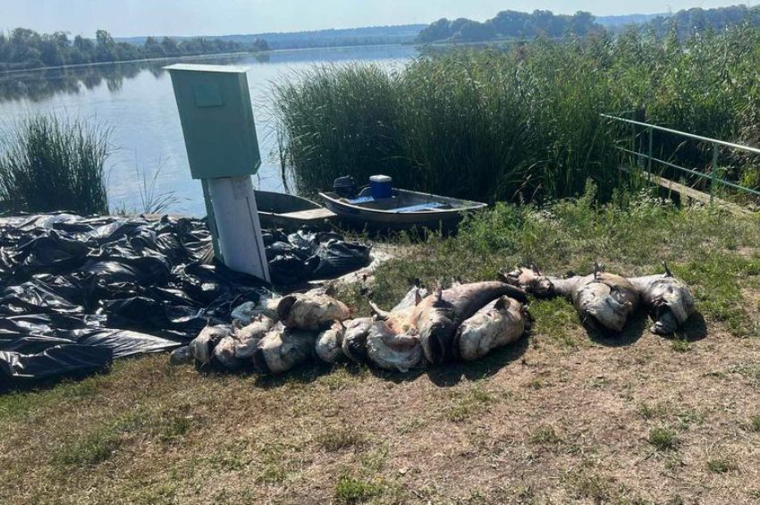 Megrázó látvány: tömegével pusztultak el a hatalmas halak a Kis-Balatonon + videó