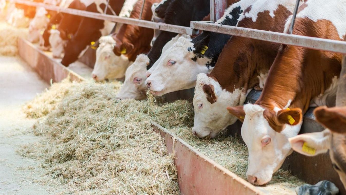 Támogatást kapnak a holland gazdák, ha nem termelnek