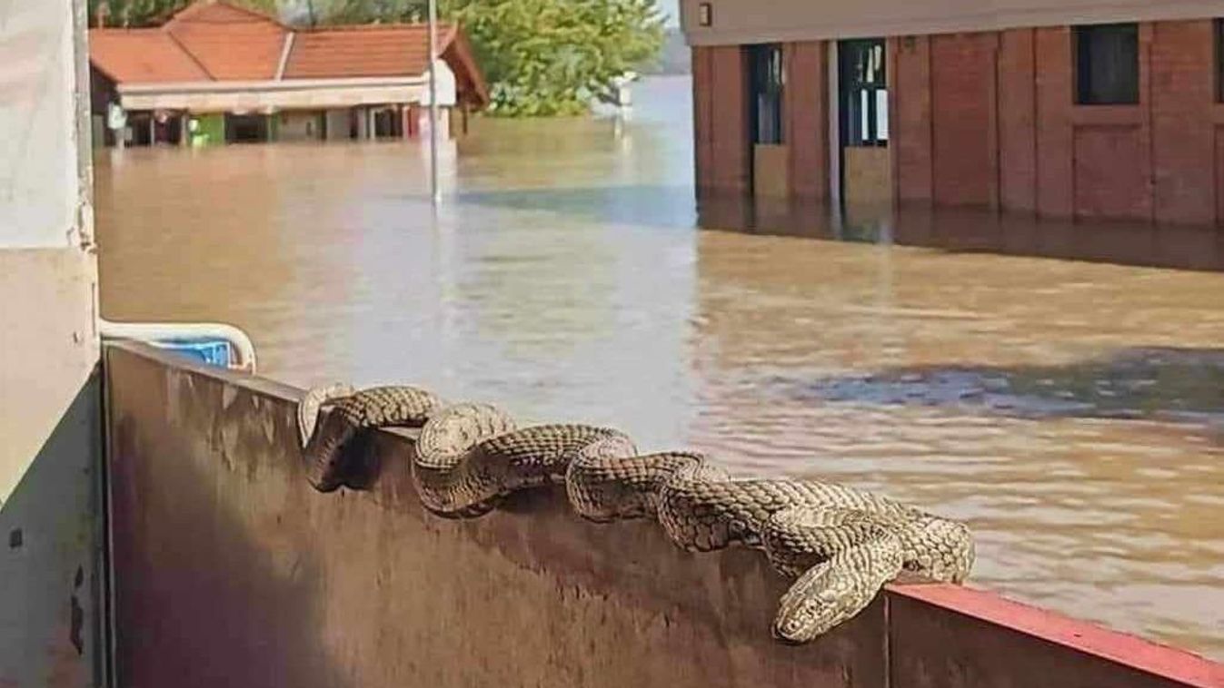 Hatalmas hüllőt űzött ki a partra az árvíz a Dunakanyarban