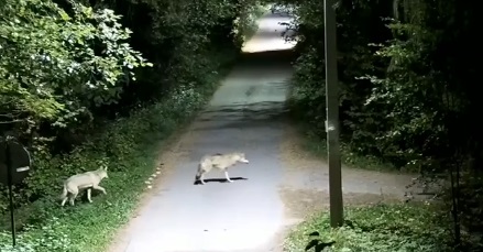 Úgy járkálnak az ordasok a faluban, mintha az a világ legtermészetesebb dolga volna + videó