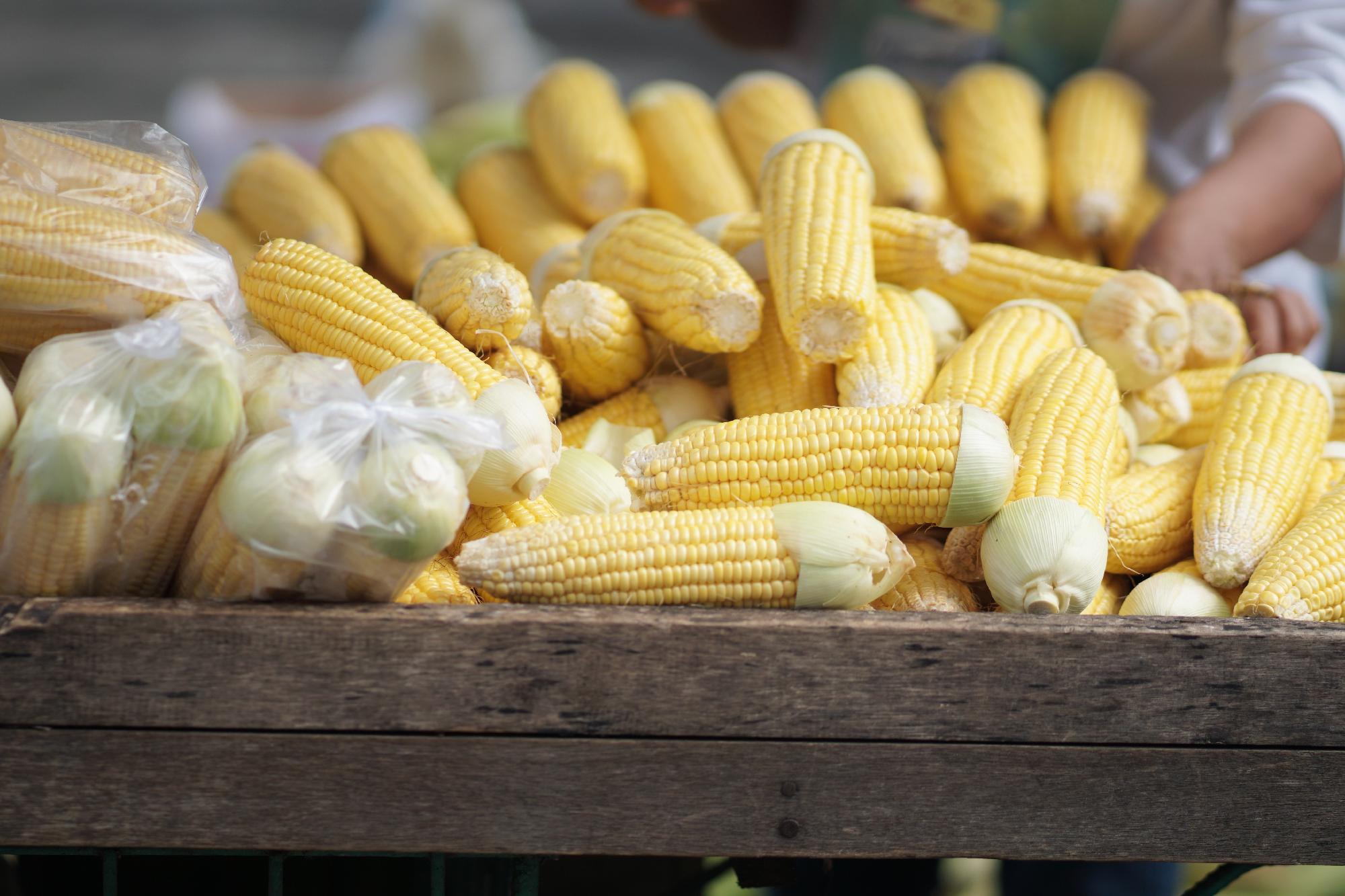 Az agrártárca felülvizsgálja a kukoricafelvásárlás minőségvizsgálati gyakorlatát