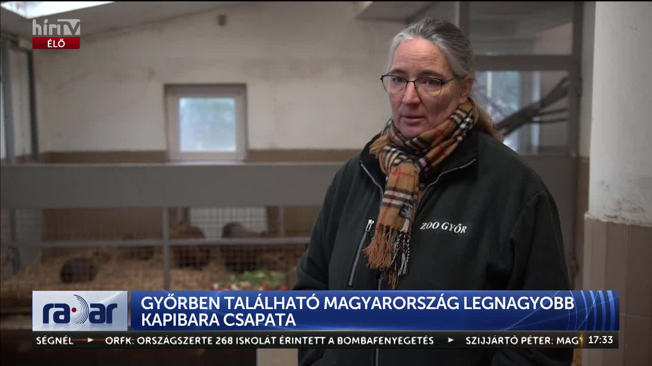 Radar - Magyarország legnagyobb kapibara csapata él Győrben + videó