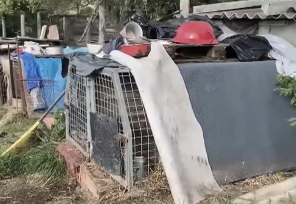 Vállalhatatlan állapotok a gyömrői állatotthonban, közbeléptek az állatvédők  + videó