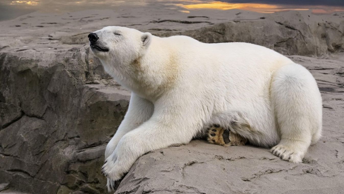 A WWF a szőrmekereskedelem megkönnyítésében is segít