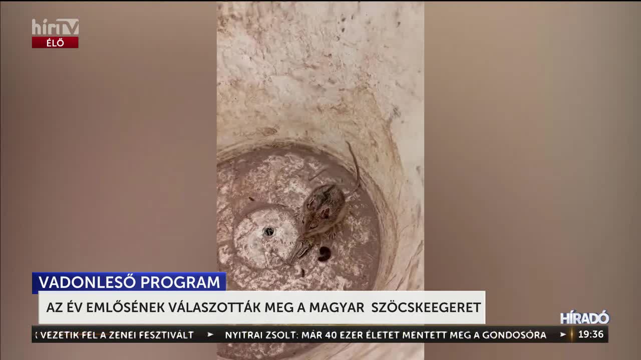 Az év emlősének választották meg a magyar szöcskeegeret + videó