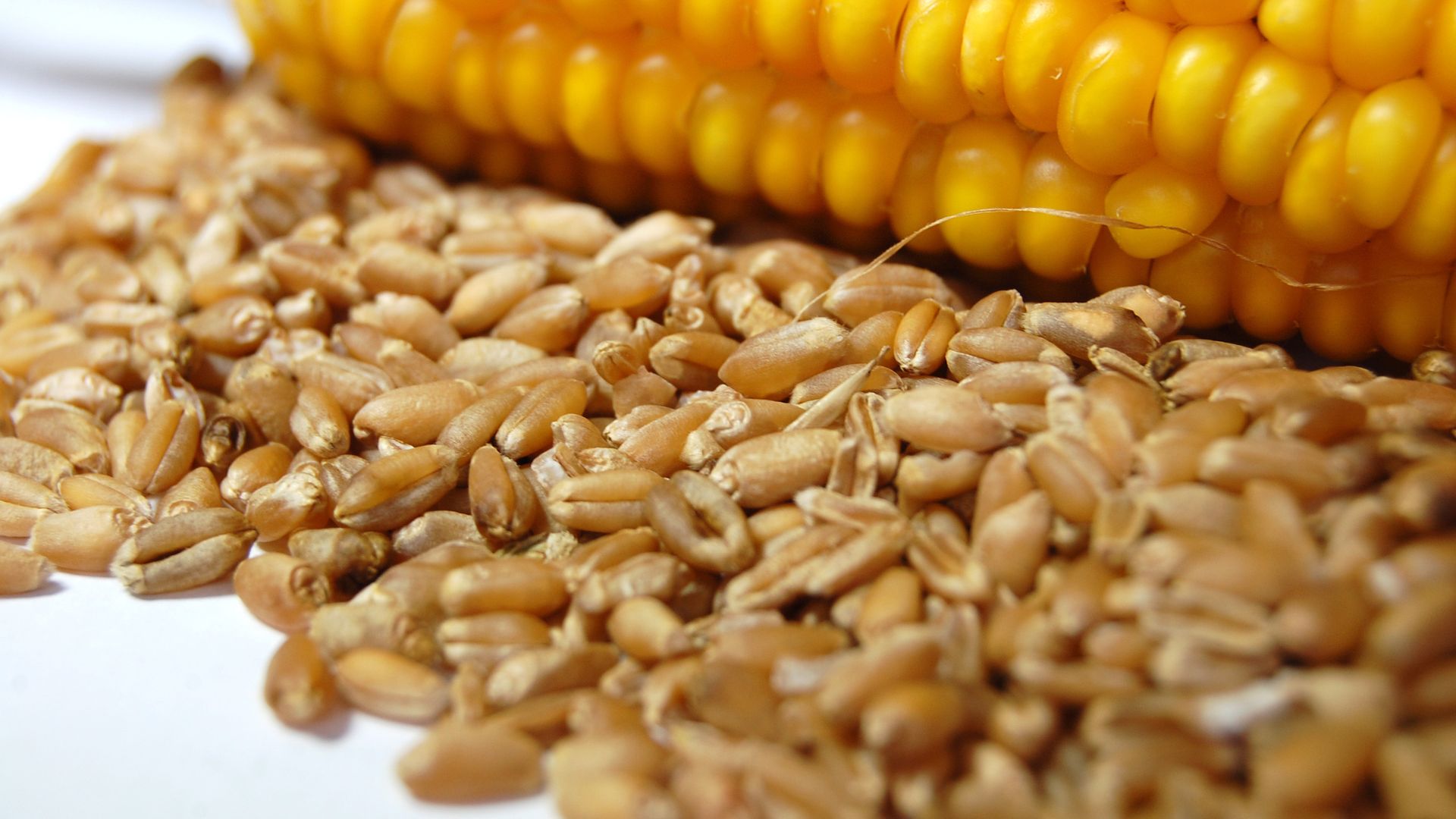 Hazánk a magyar gazdák mellett áll: Tiltjuk az ukrán agrártermékek behozatalát, Brüsszel és Kijev paktuma ellen küzdünk  